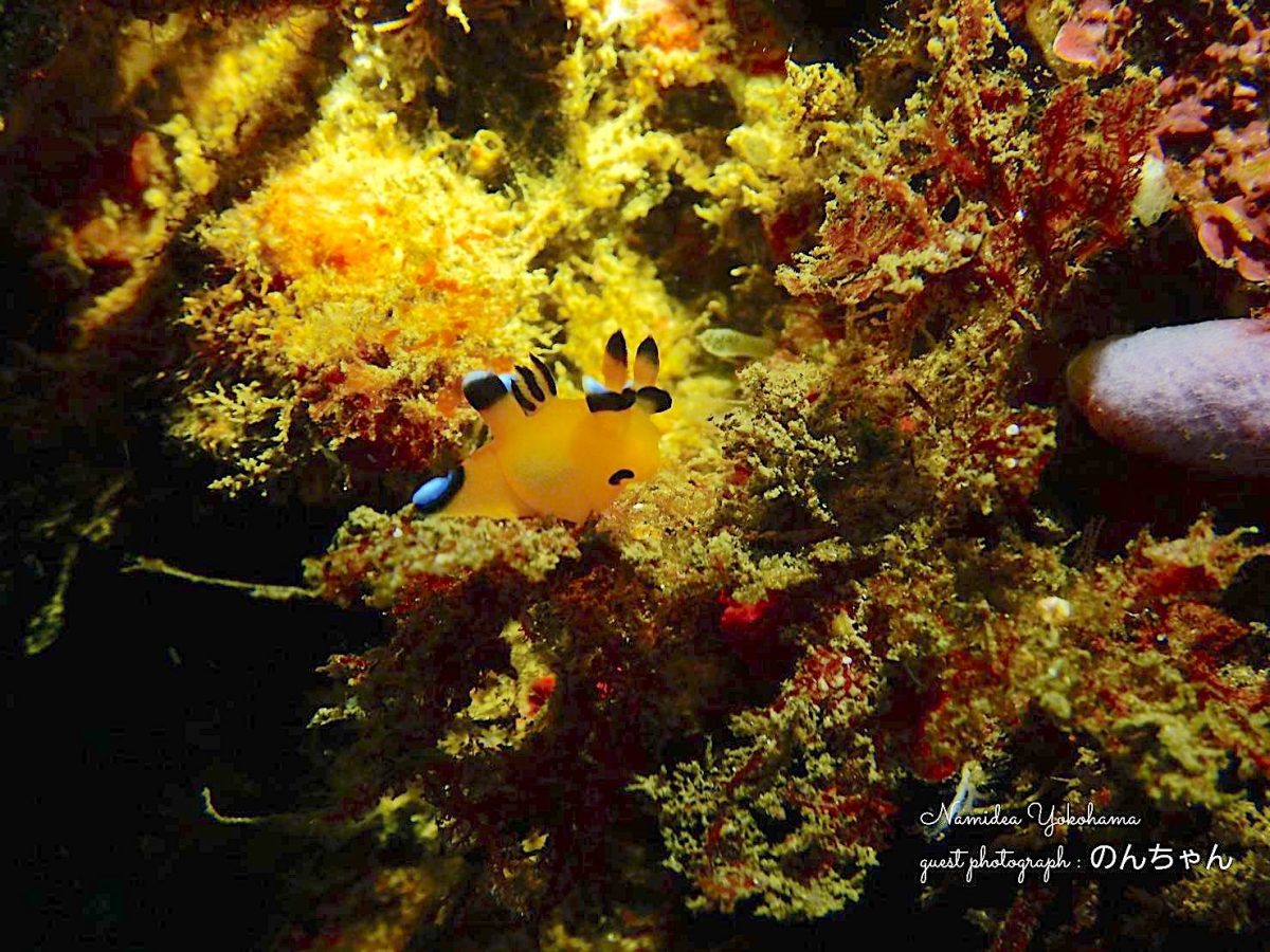 ウデフリツノザヤウミウシ