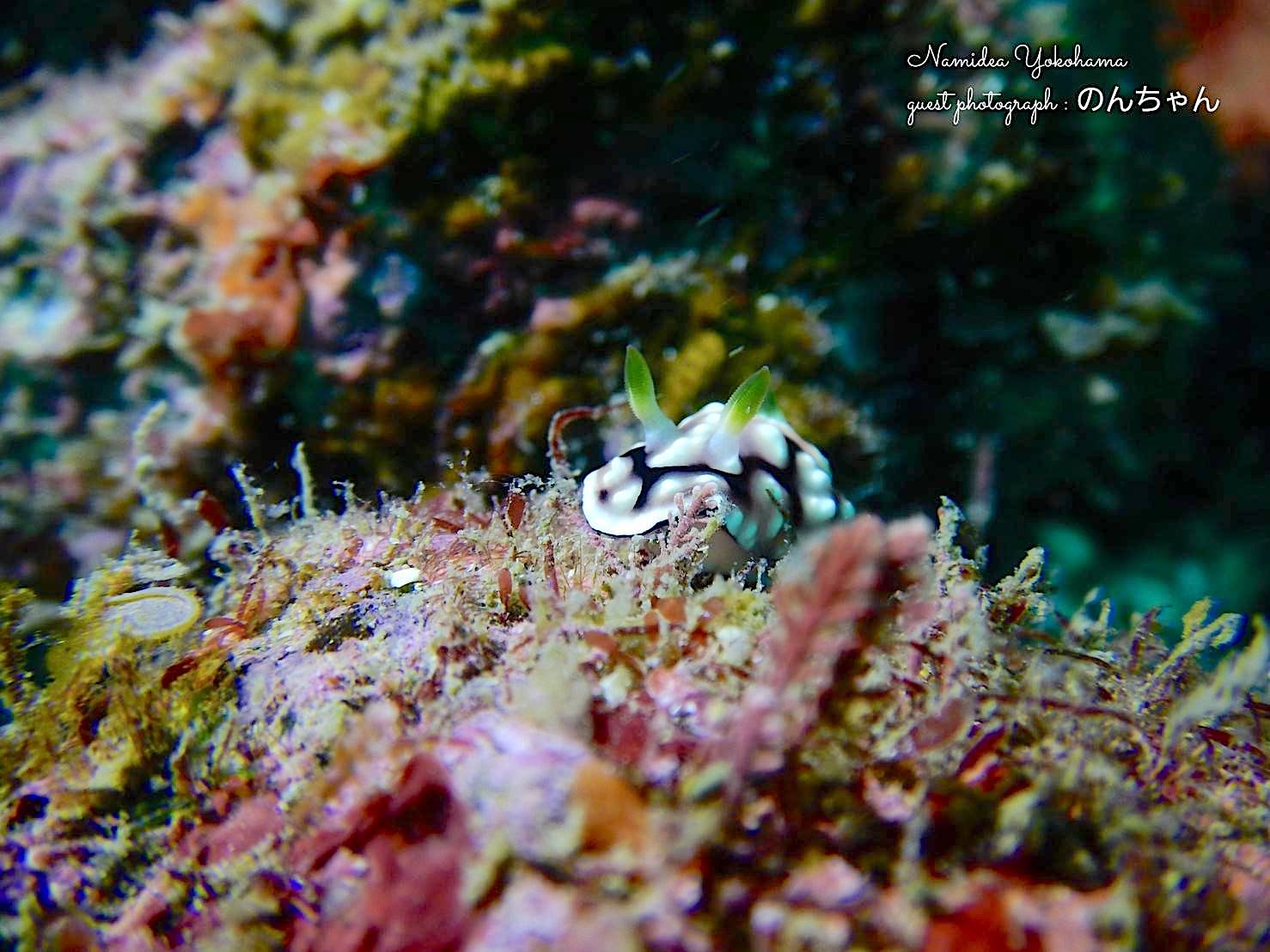 キカモヨウウミウシ