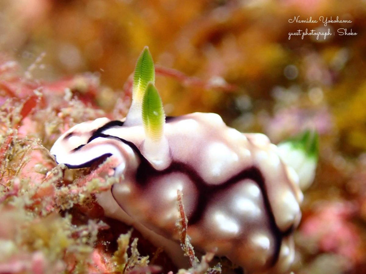 キカモヨウウミウシ