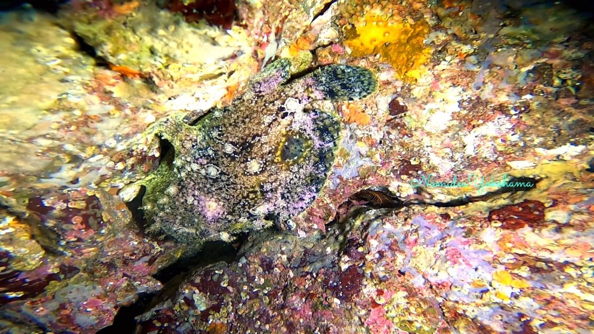 ソウシカエルアンコウ