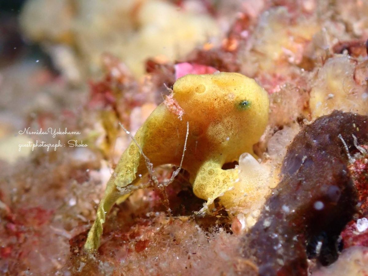 カエルアンコウ