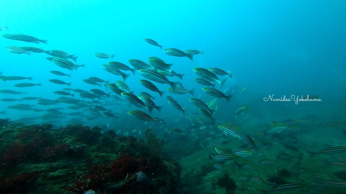 イサキの群れ