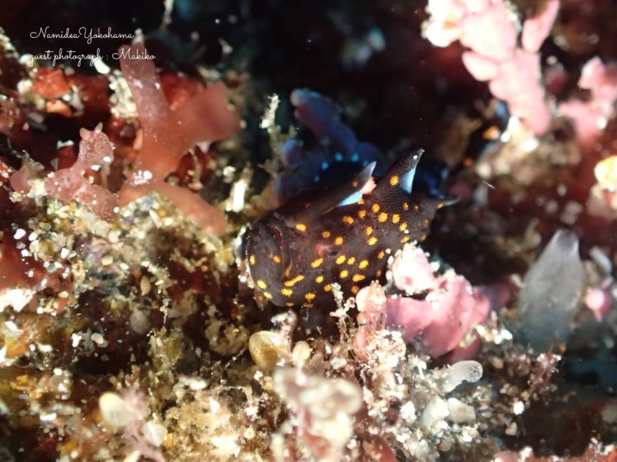 クマドリカエルアンコウ