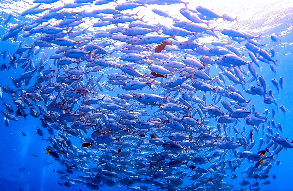 Namidea初の久米島ツアー!