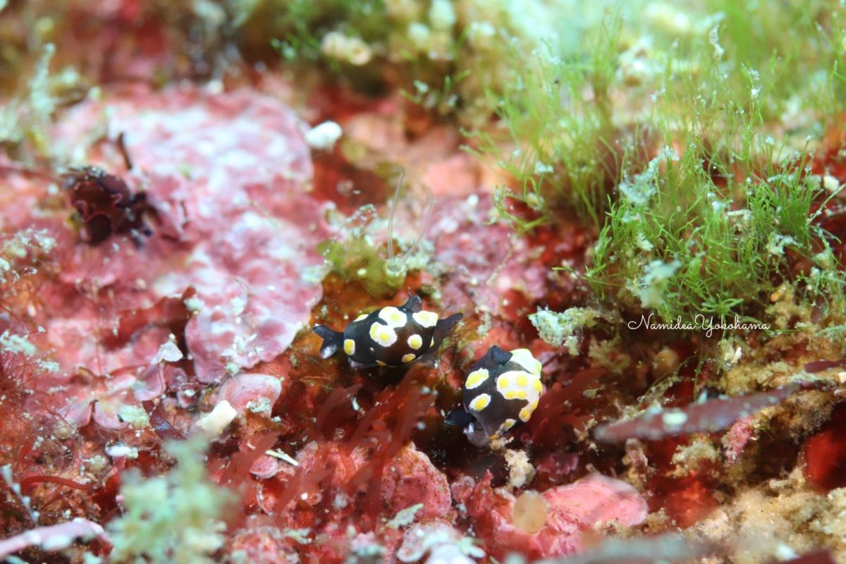 トンプソンアワツブガイ