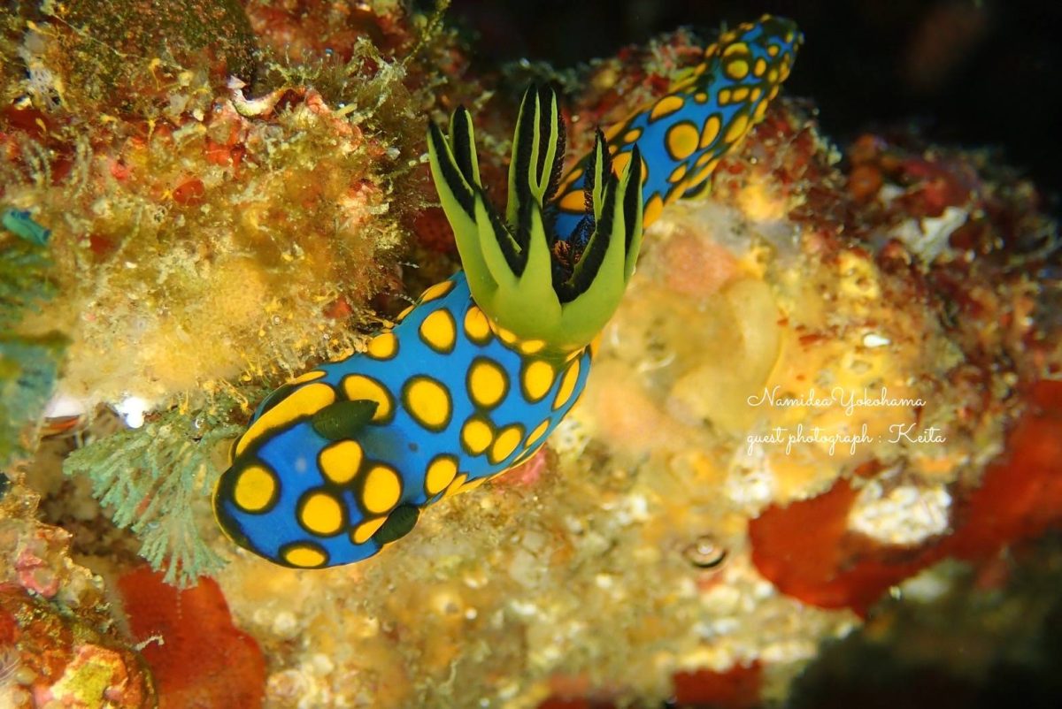 サガミリュウグウウミウシ