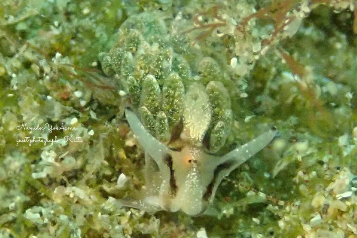オオアリモウミウシ