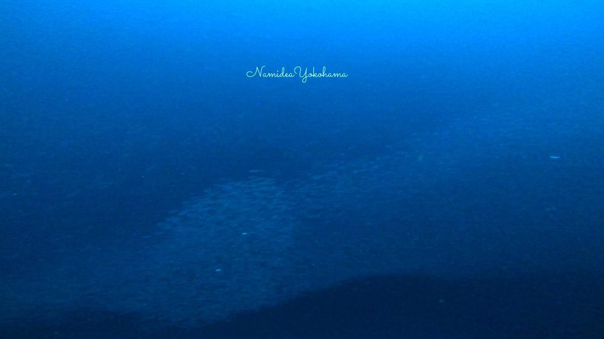 画面前駆がイワシの群れ