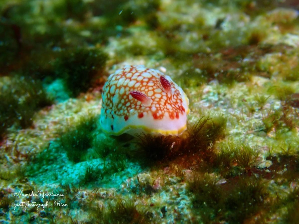 サラサウミウシ