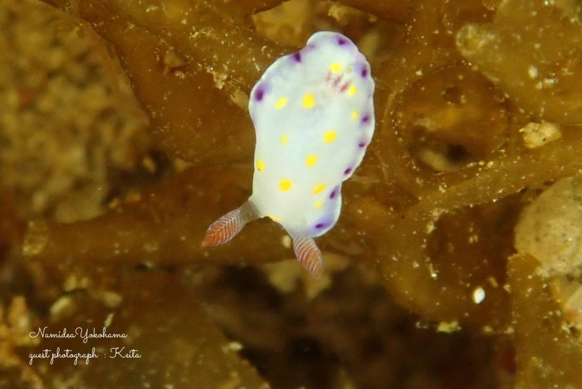 コモンウミウシ