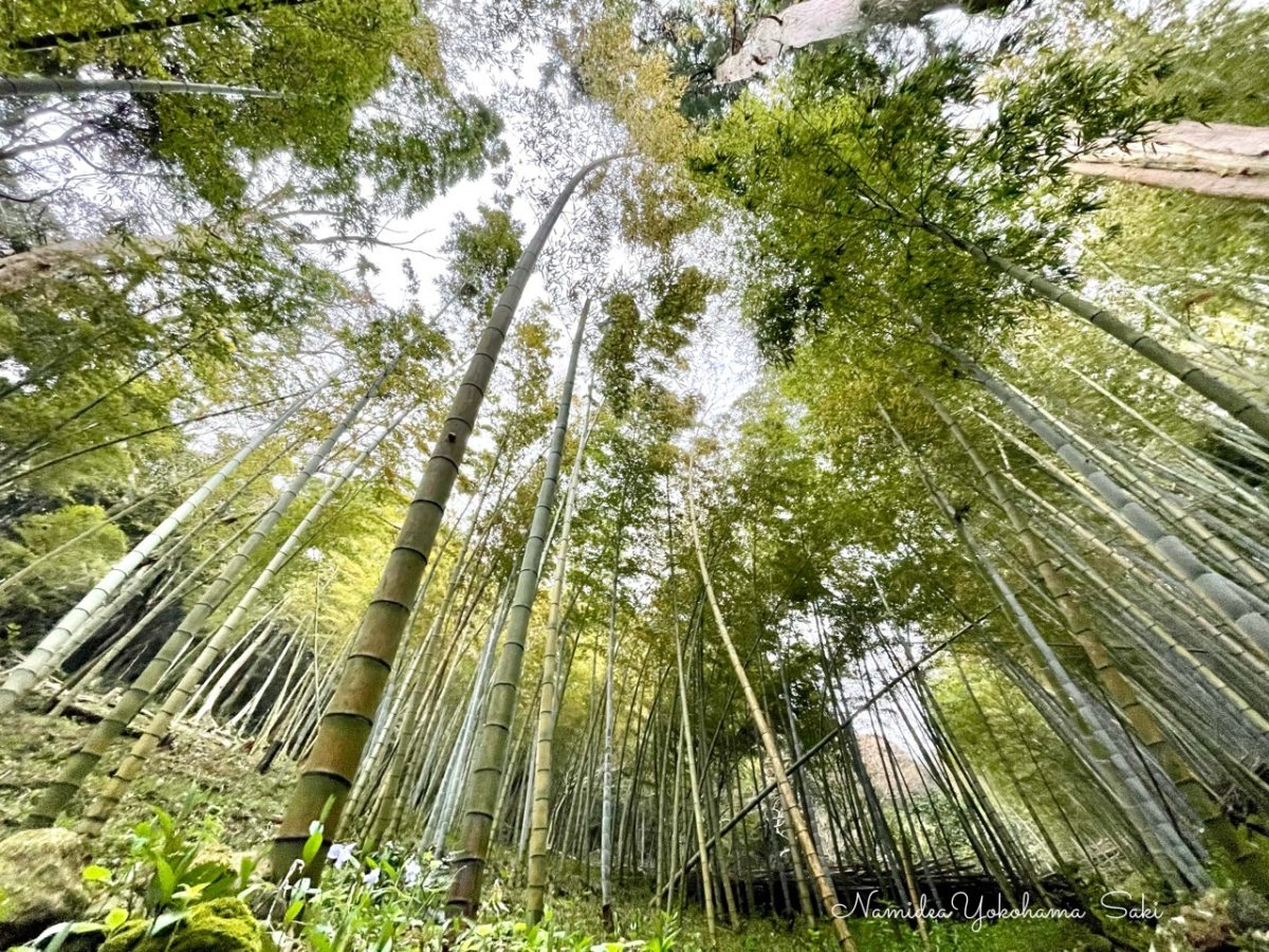 御蔵島　タンテイロの森