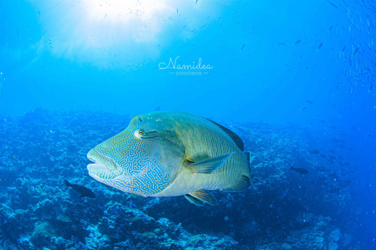 Namidea 連休明けの1週間スタート!