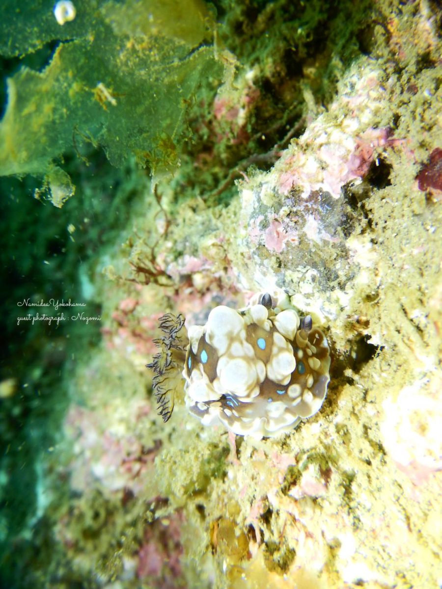 ミヤコウミウシ