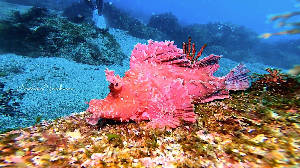 ホウセキカサゴ