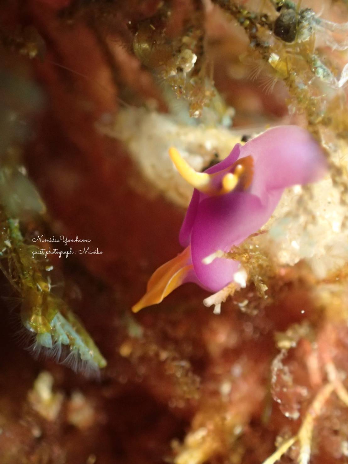 小さなムラサキウミコチョウ