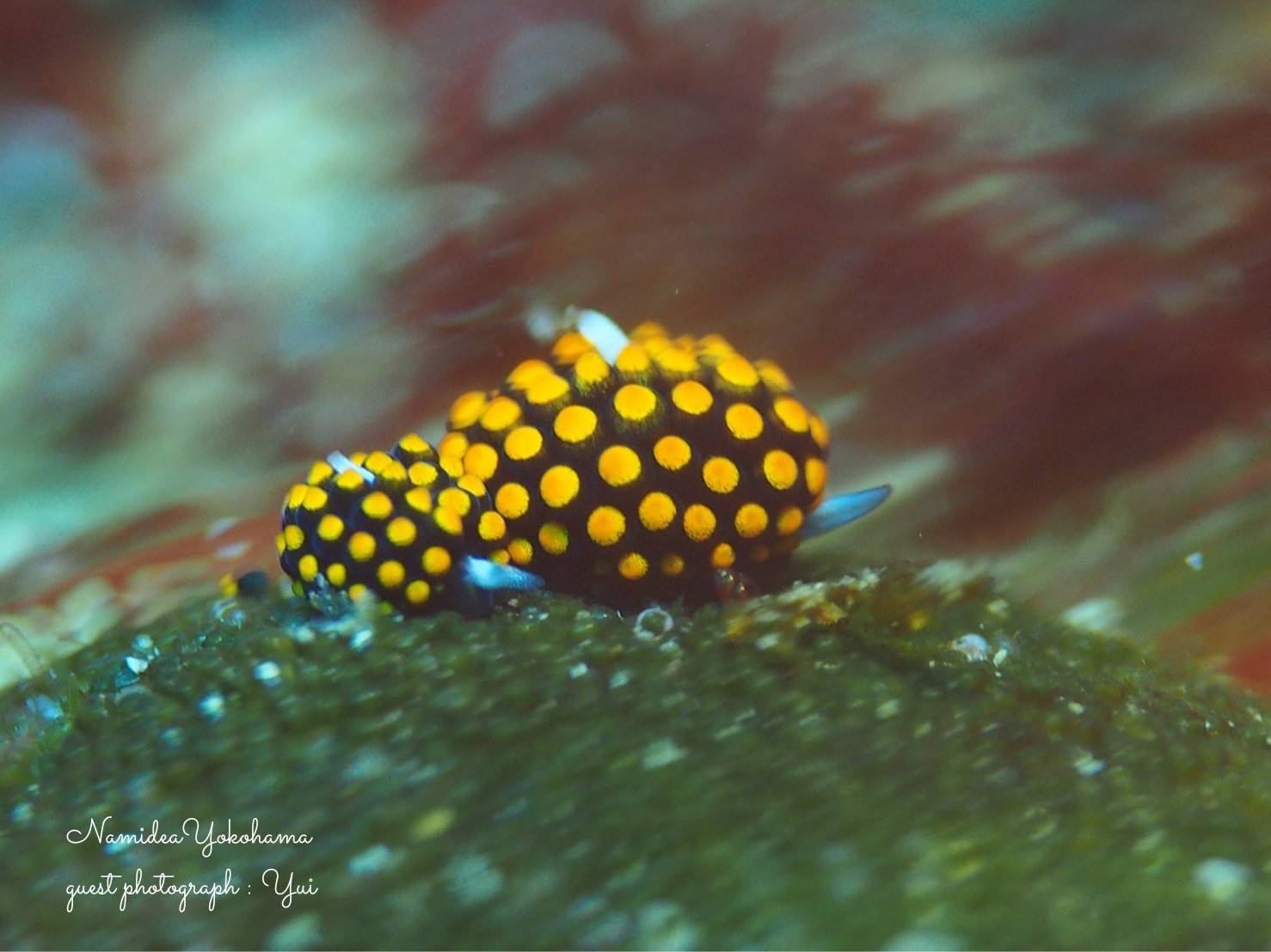 テントウウミウシ大