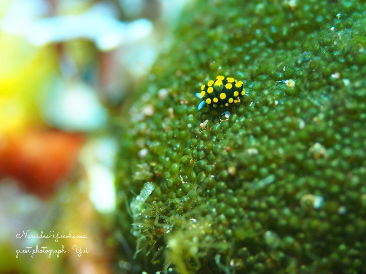 テントウウミウシ小