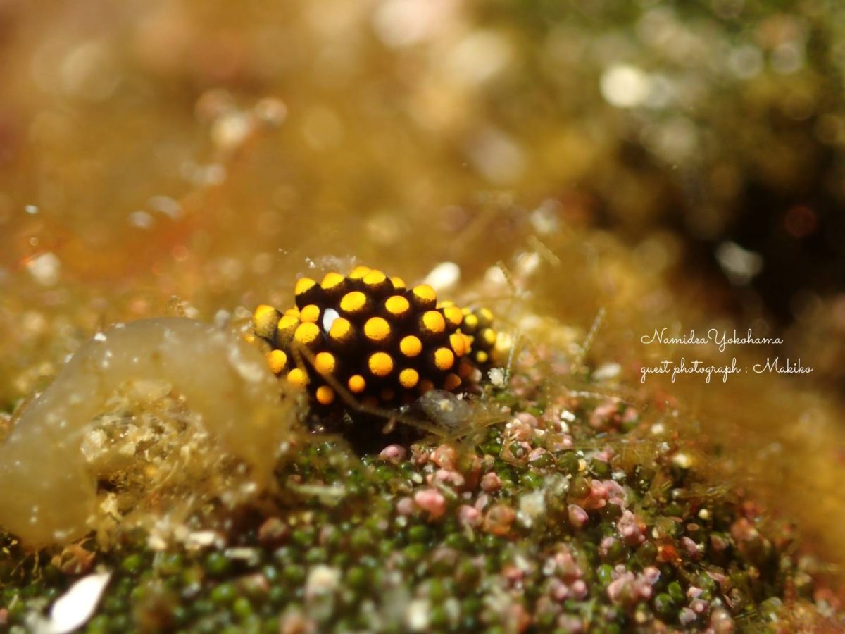 テントウウミウシ