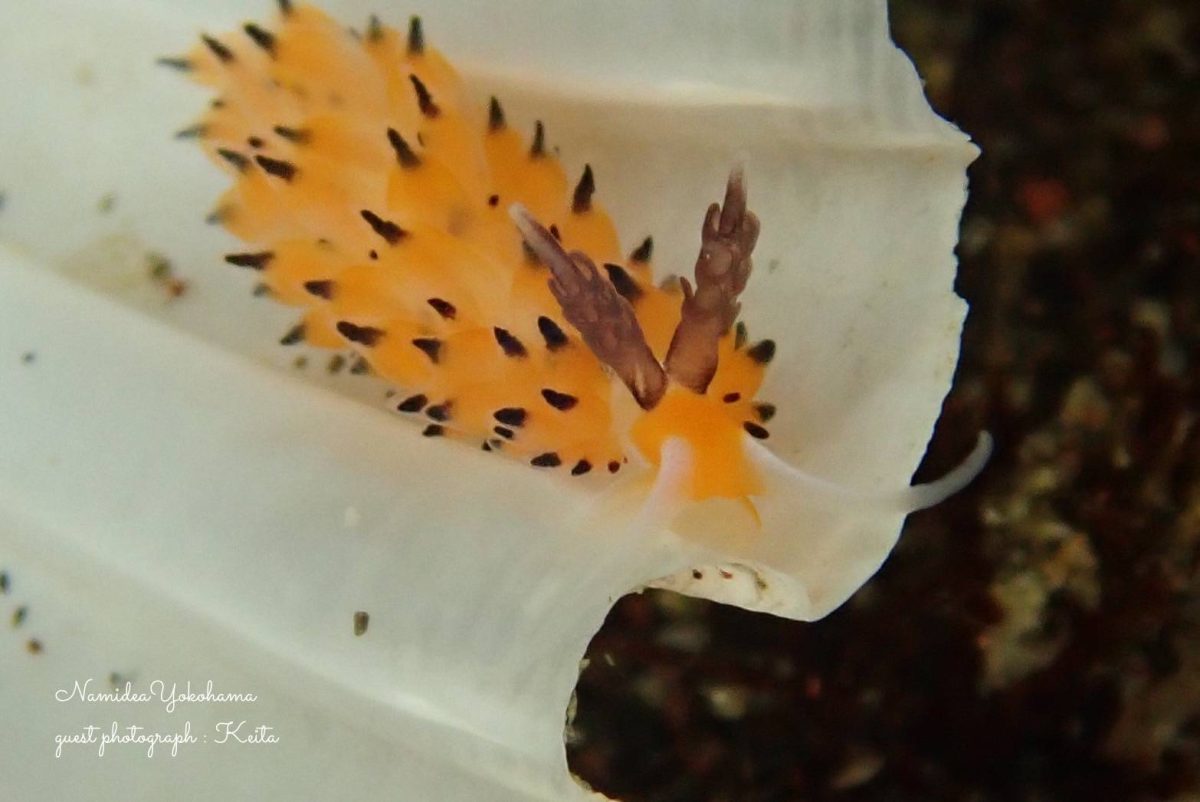 ツルガチゴミノウミウシ