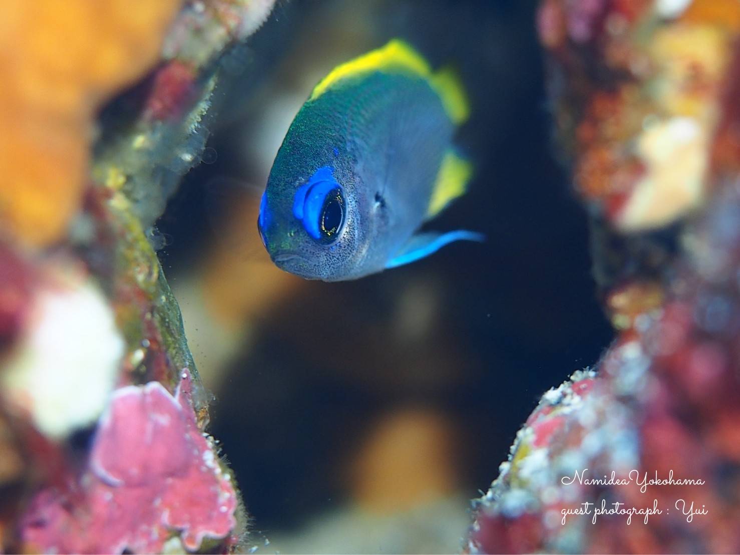 ゲッコウスズメダイ