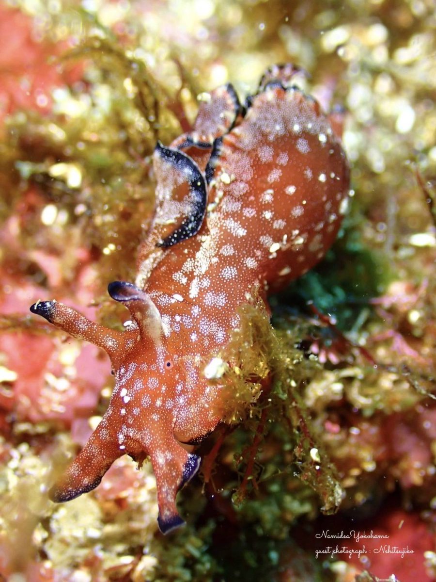 たくさんいました！クロヘリアメフラシ