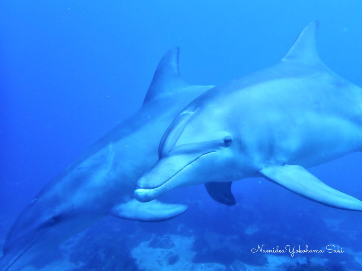 初島イルカ