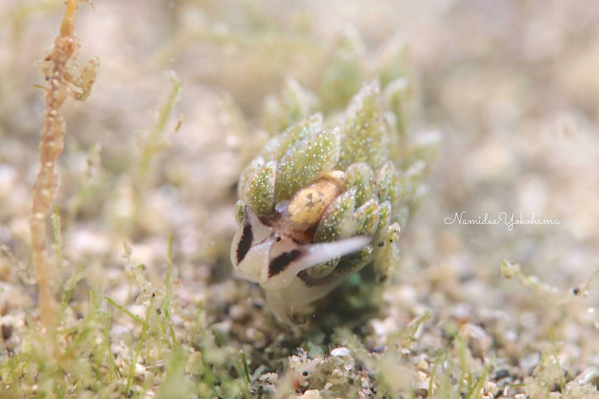 城ヶ島 オオアリモウミウシ