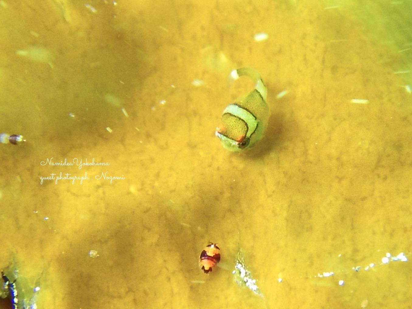 エンジェル 天使の輪