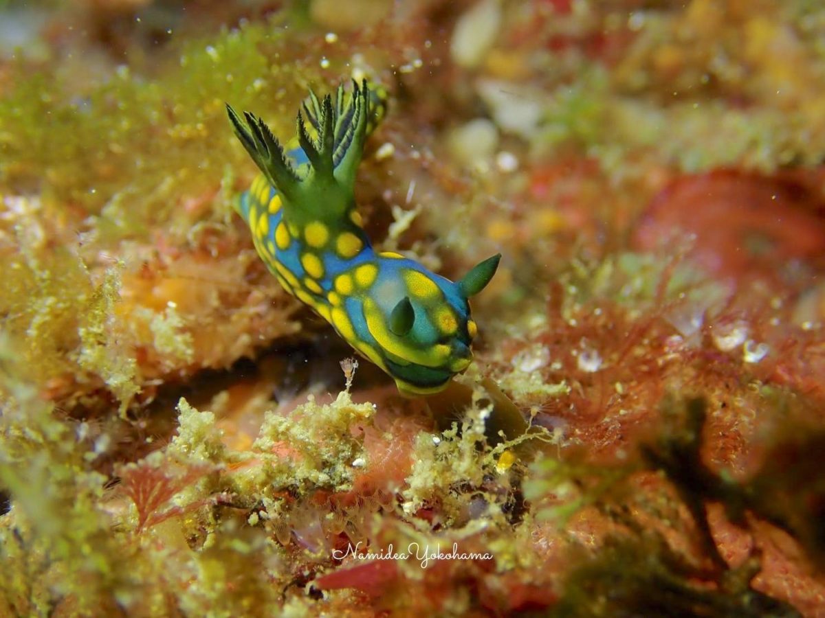 成長中のサガミリュウグウウミウシ