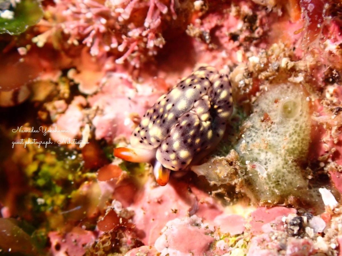 ヨゾラミドリガイ