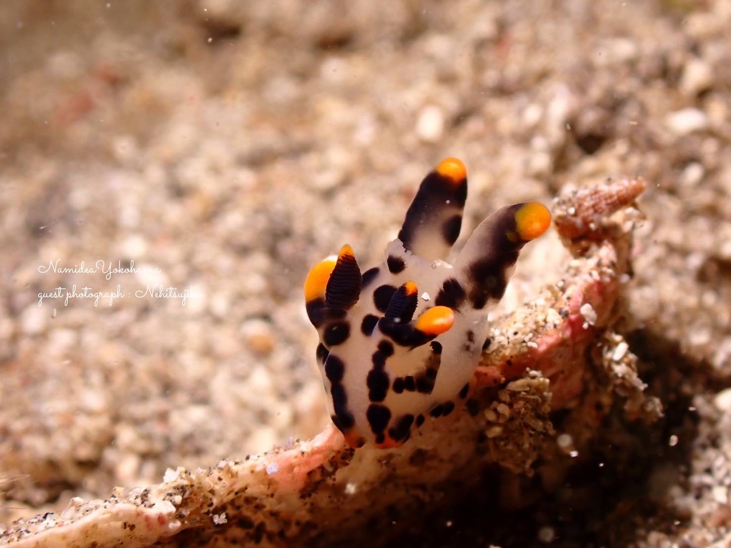 ツノザヤウミウシ