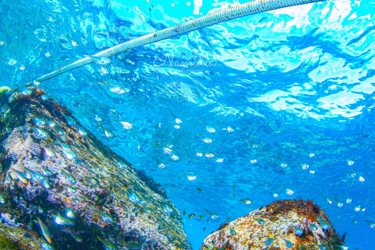 Namidea 夏日予想の日曜日！