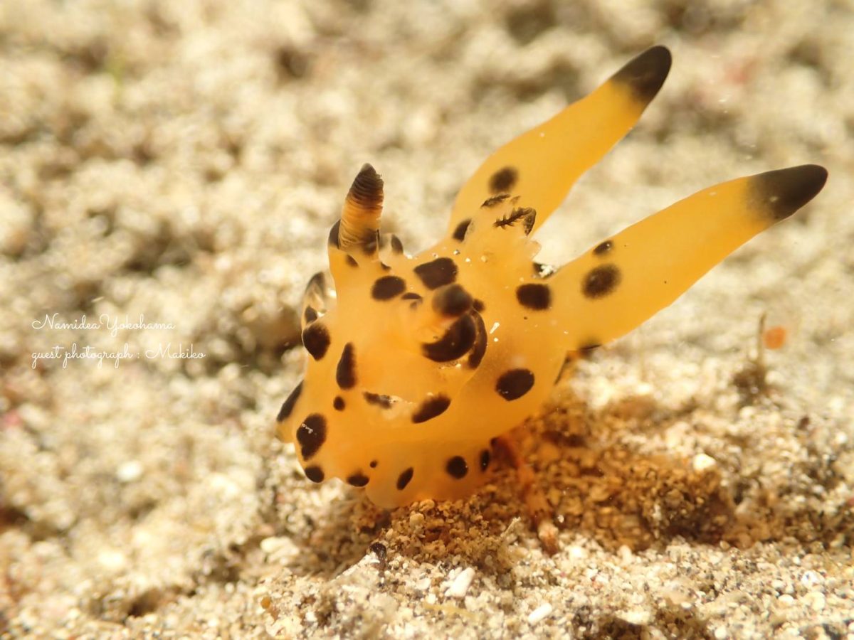 カンナツノザヤウミウシ