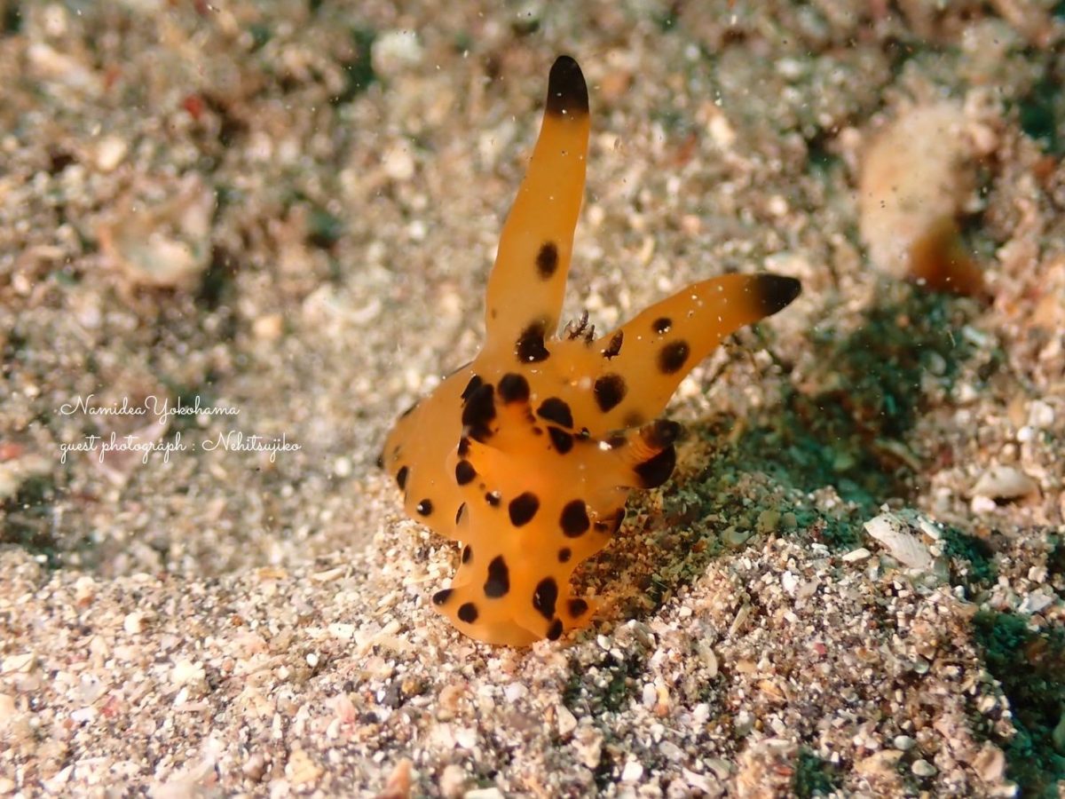 カンナツノザヤウミウシ