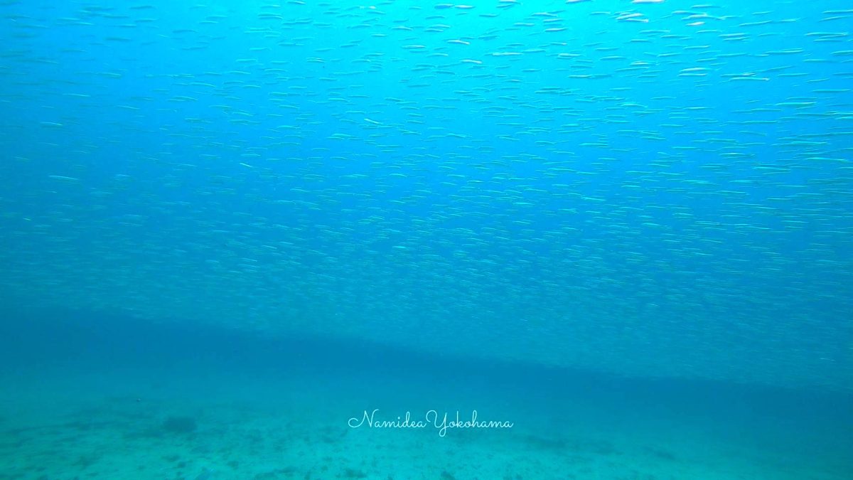 イワシの大群!これでも一部!