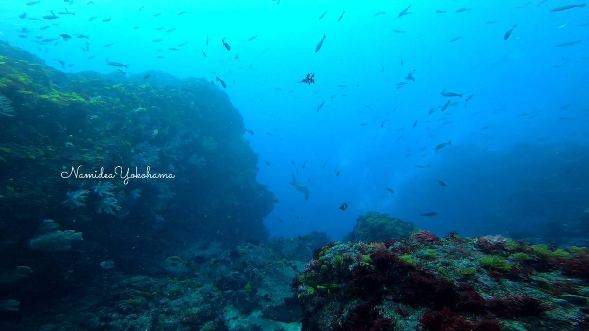 カメ写ってます