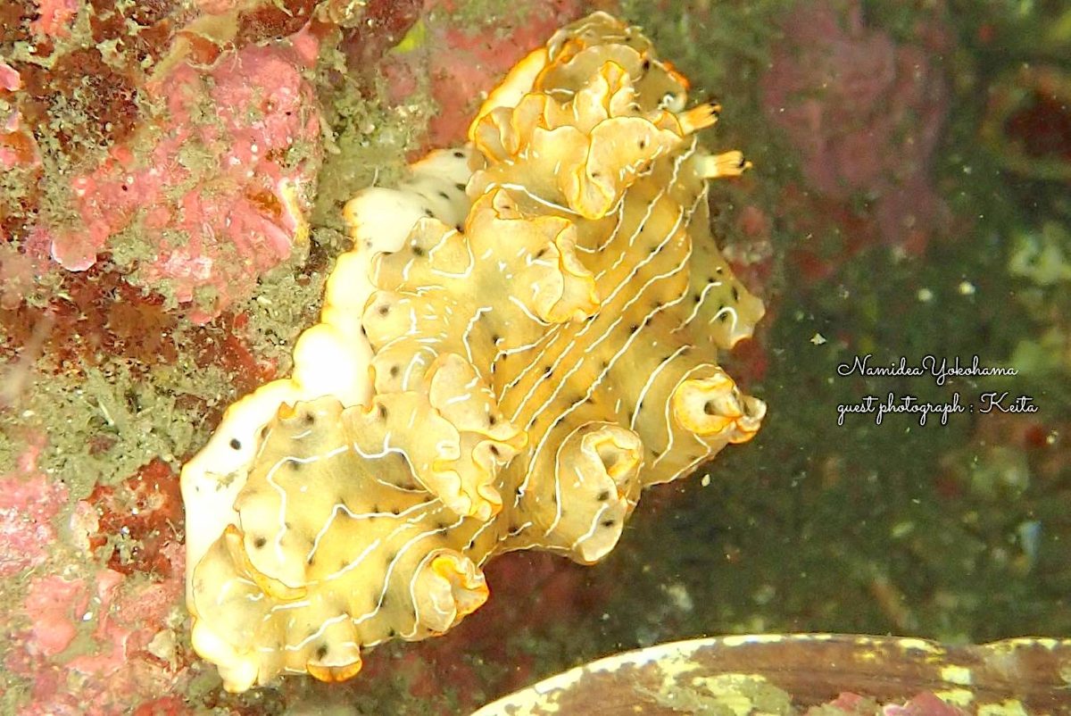 ホソジマオトメウミウシ　逗子