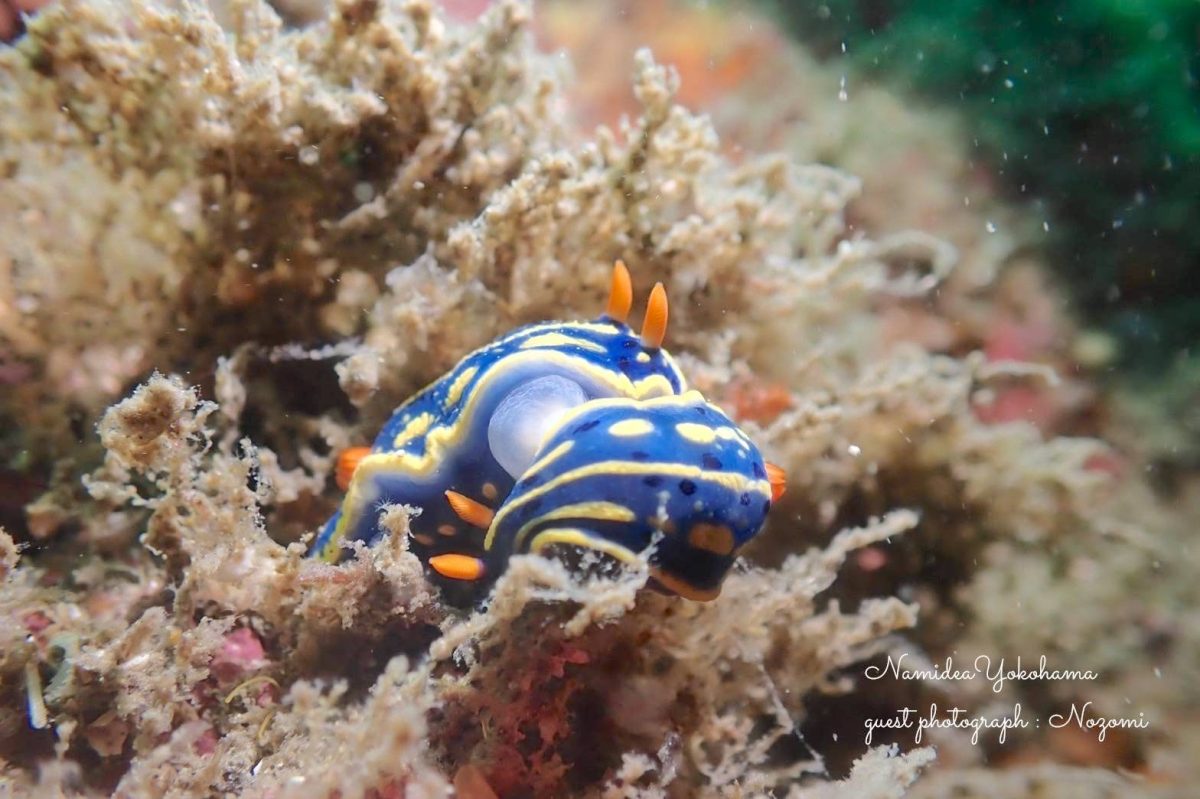 アオウミウシ交接中