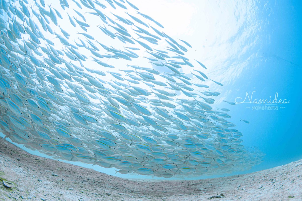 Namidea 今日はRED講習！