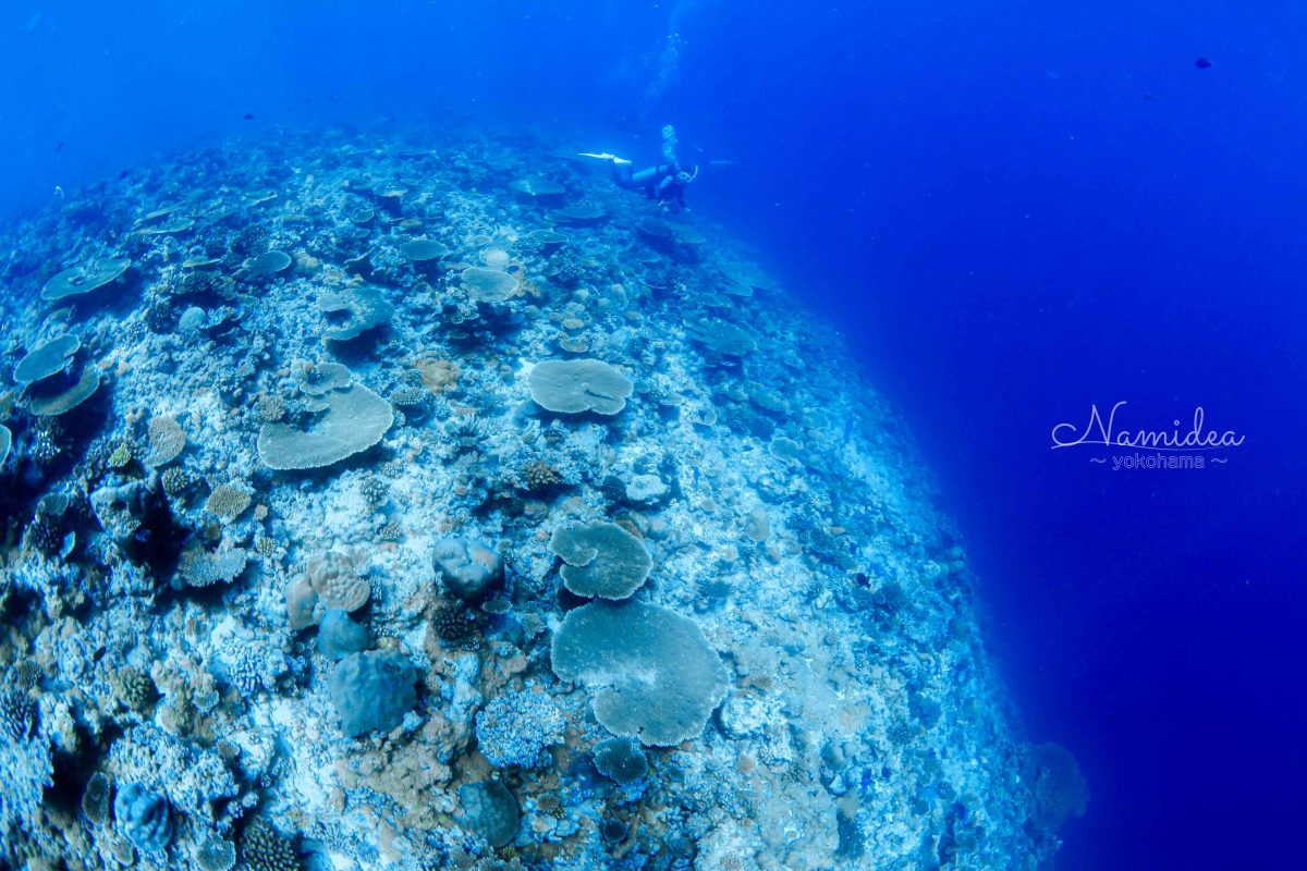 Namidea 今日はライセンス講習！