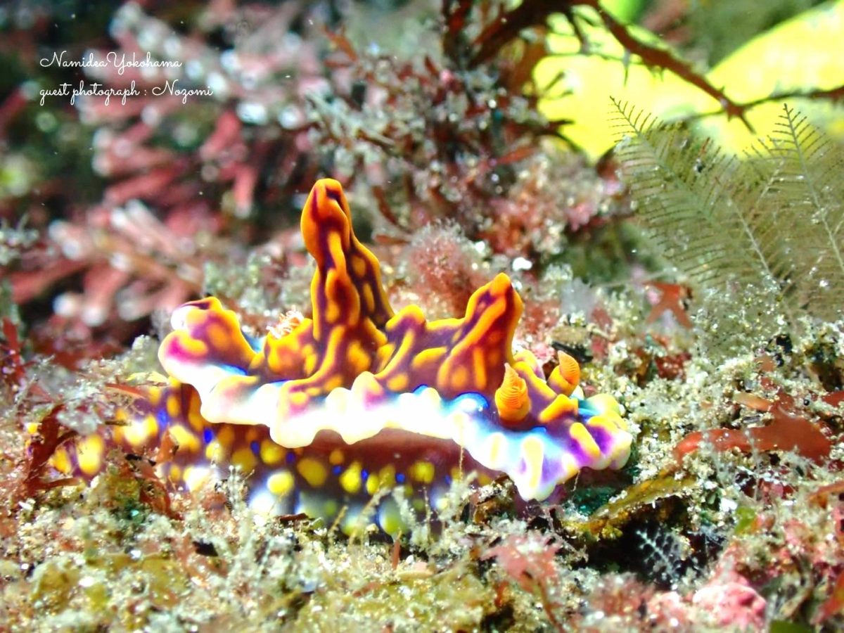 ミアミラウミウシ