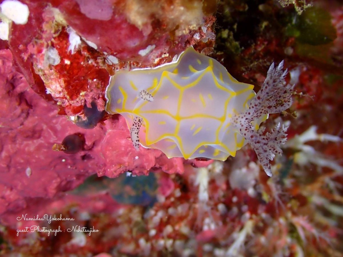キスジカンテンウミウシ