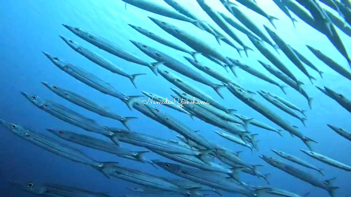 ホソカマスの群れ