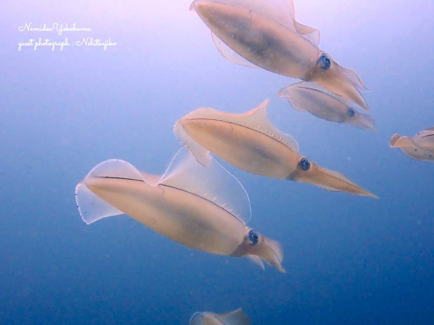 アオリイカ集結