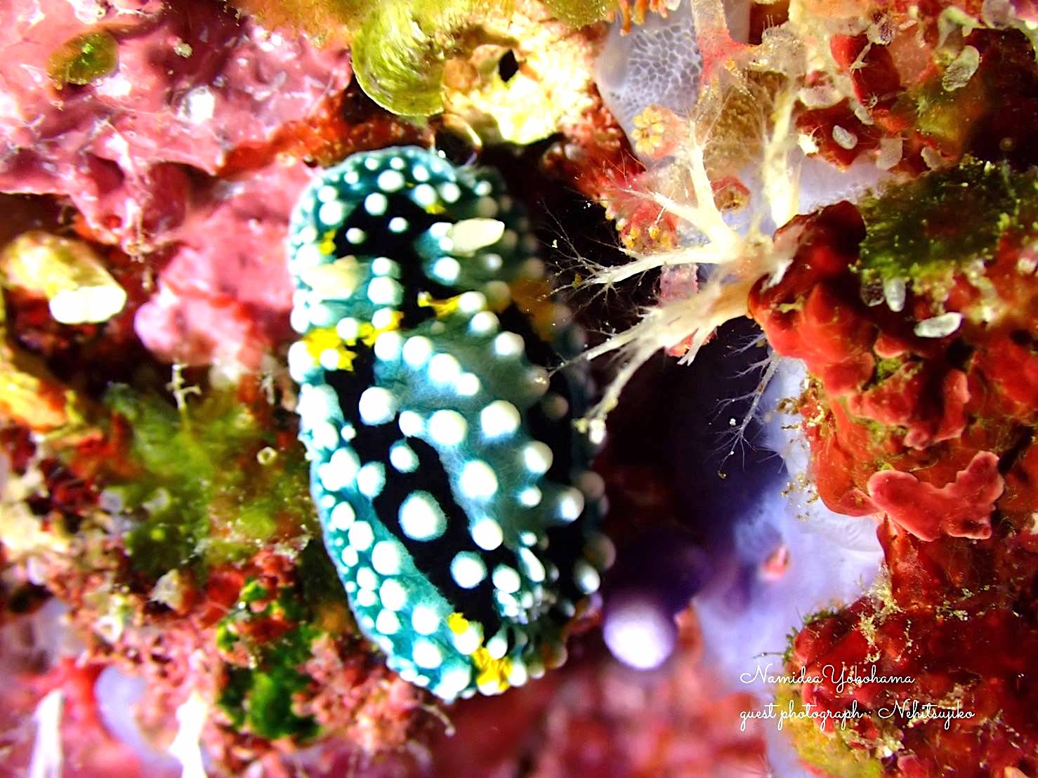 シモフリカメサンウミウシ