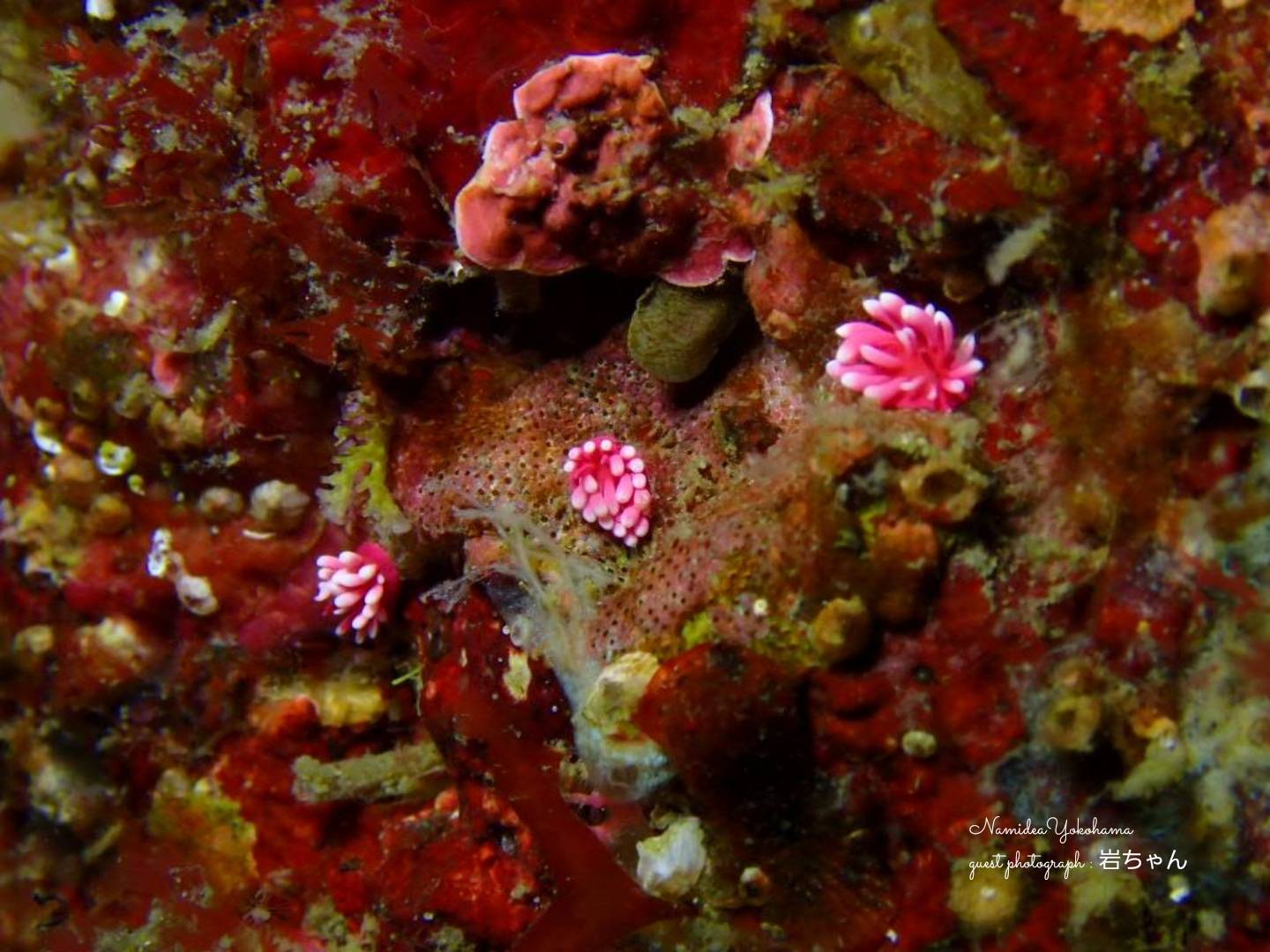 ヒロウミウシ3兄弟