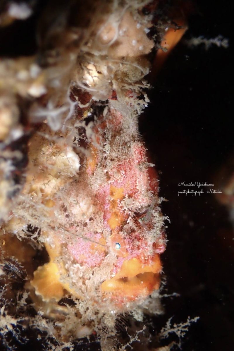 隠れ上手！カエルアンコウ！