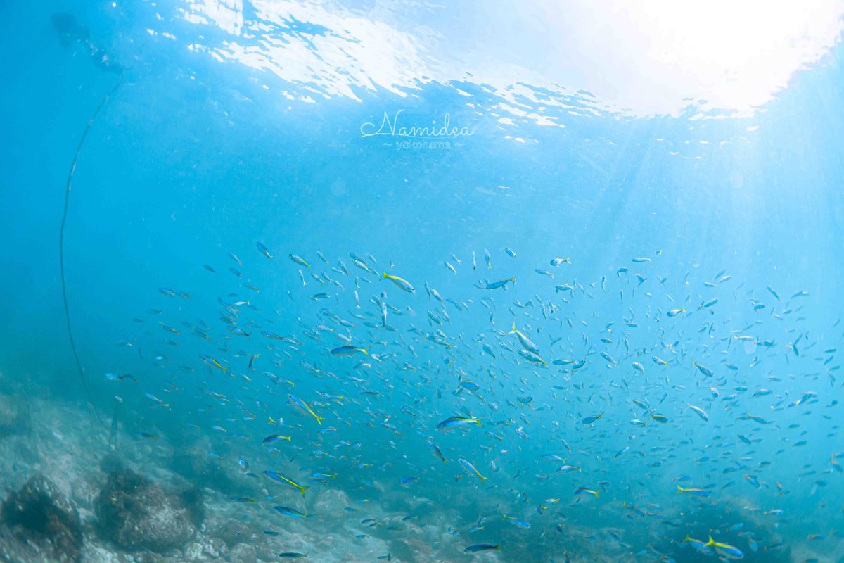 Namidea あっという間の金曜日