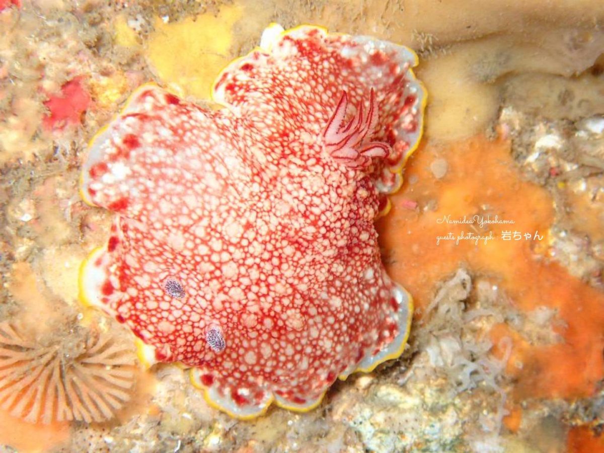 巨大なサラサウミウシ