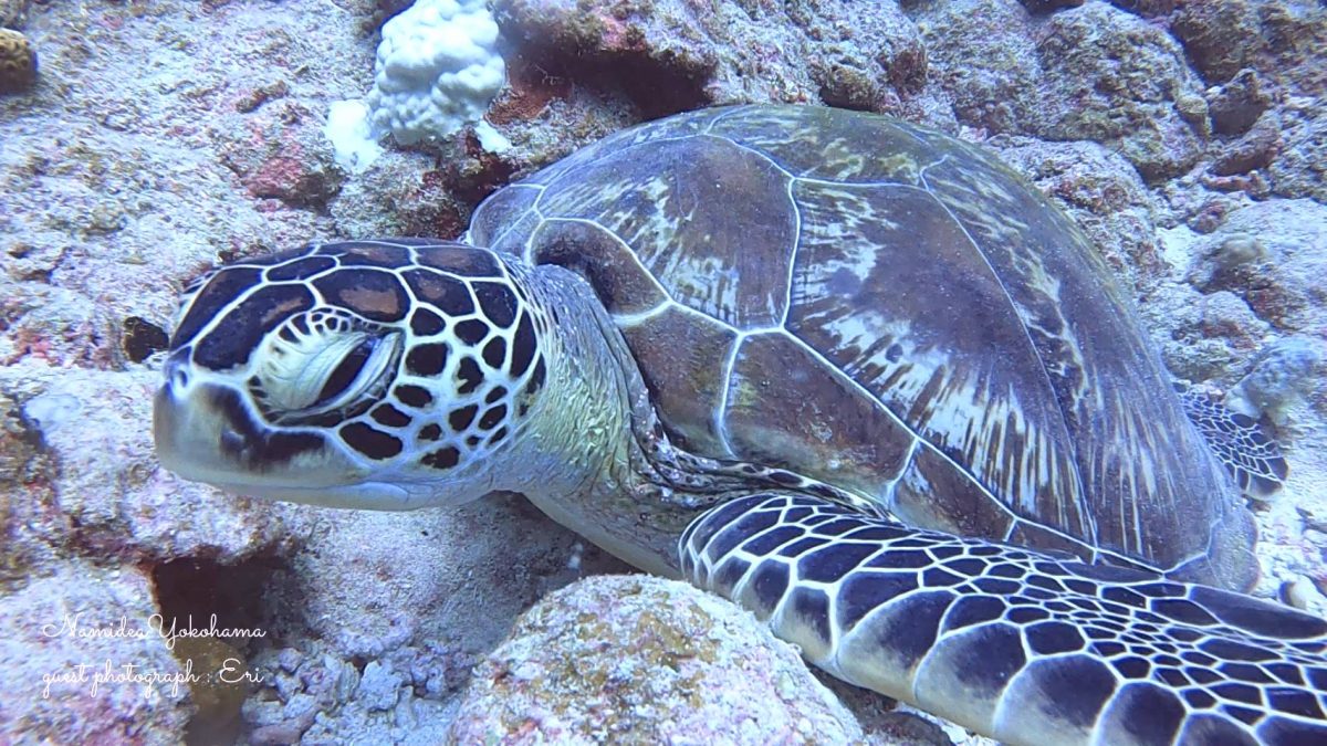 石垣島ツアー アオウミガメ